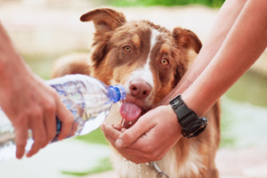 find out how to tell if your dog is dehydrated