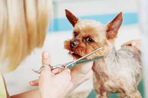 how to use dog clippers for their fur