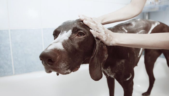 how to use dog clippers after a bath