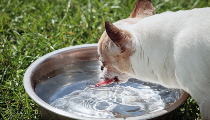 how to tell if your dog is dehydrated water bowl