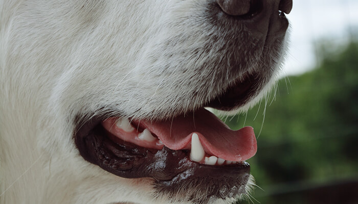how to tell if your dog is dehydrated by checking gums