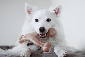 7 Best Dog Chew Toys